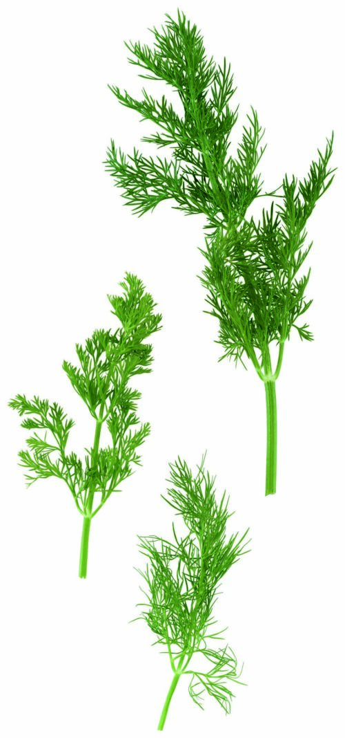 Dill 1Bund