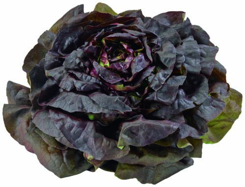 80391962 Kopfsalat rot GQBY 1St
