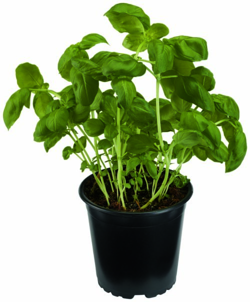 Bio Basilikum Topf 19cm