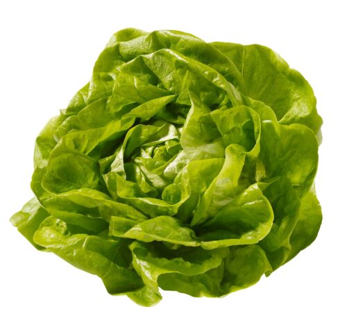 80392132 Kopfsalat GQBY 1St